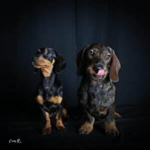 Elles de Moor